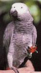 perroquet du gabon