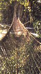 pont de liane